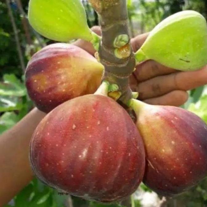 Bibit Pohon Tin Masui Dphine Buah Tin Jenis Jumbo