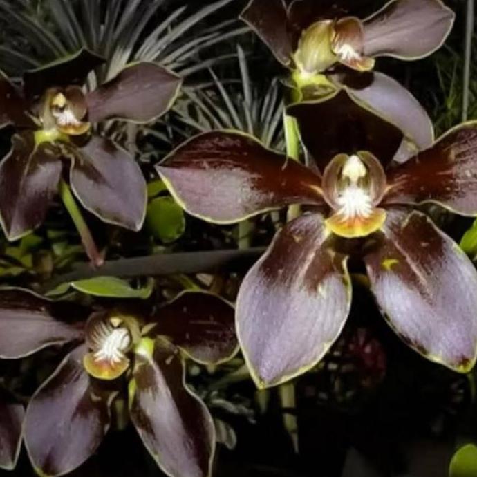 Thebest- Seedling Anggrek Grammatophyllum Martae