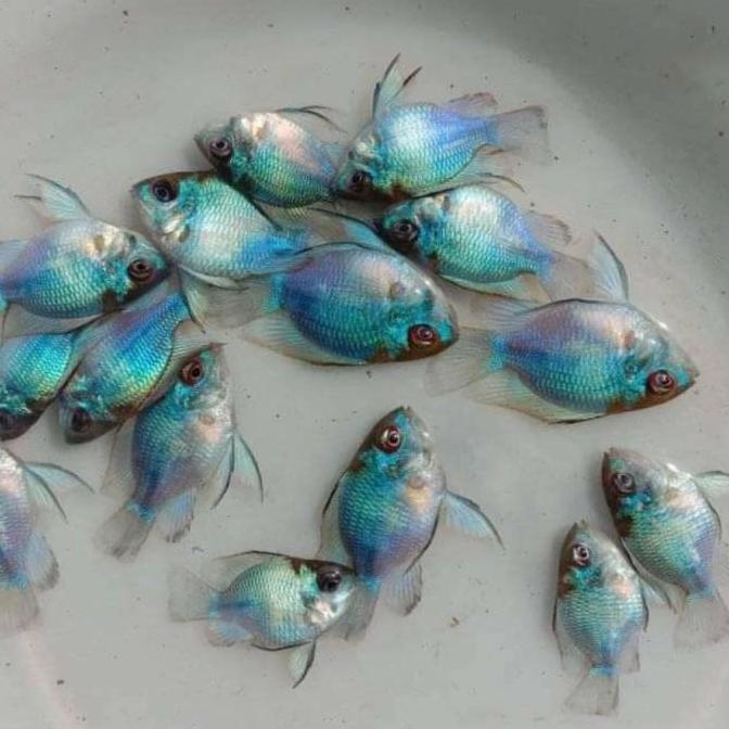 Thebest- Blue elektrik XL indukan - blue electric ramirezi balon slayer