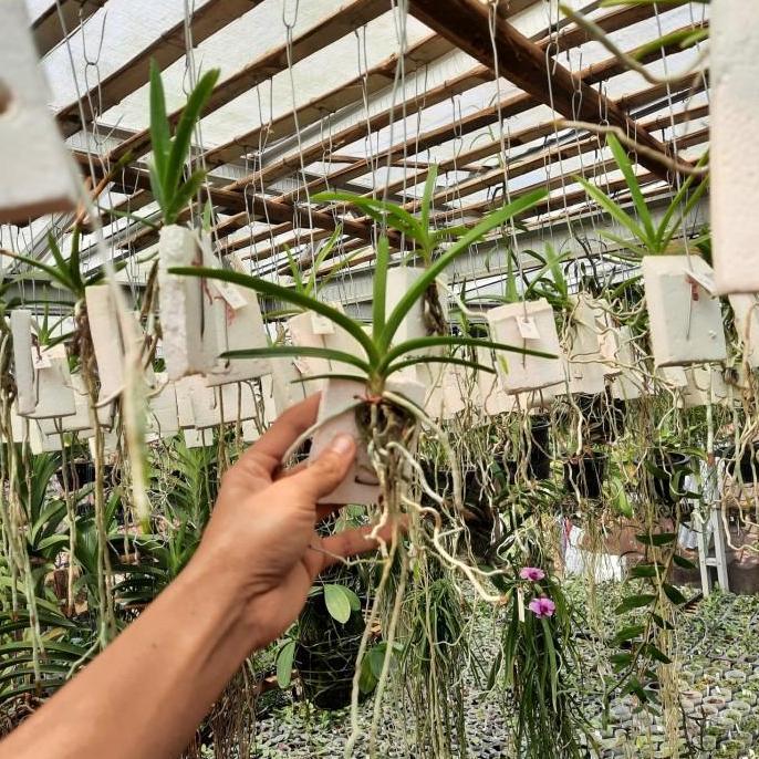 Thebest- Anggrek Vanda Remaja