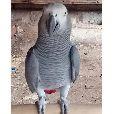 Versele Laga Forma Drops 15 Ml Vitamin Tetes Mata Burung Menjadikan Mata Burung Lebih Jelas