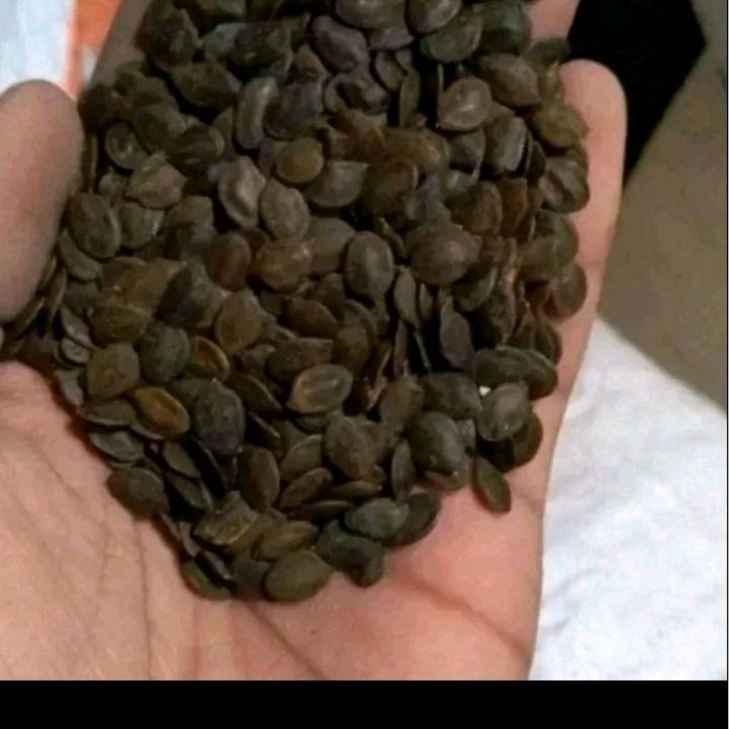 Biji benih Kaliandra merah