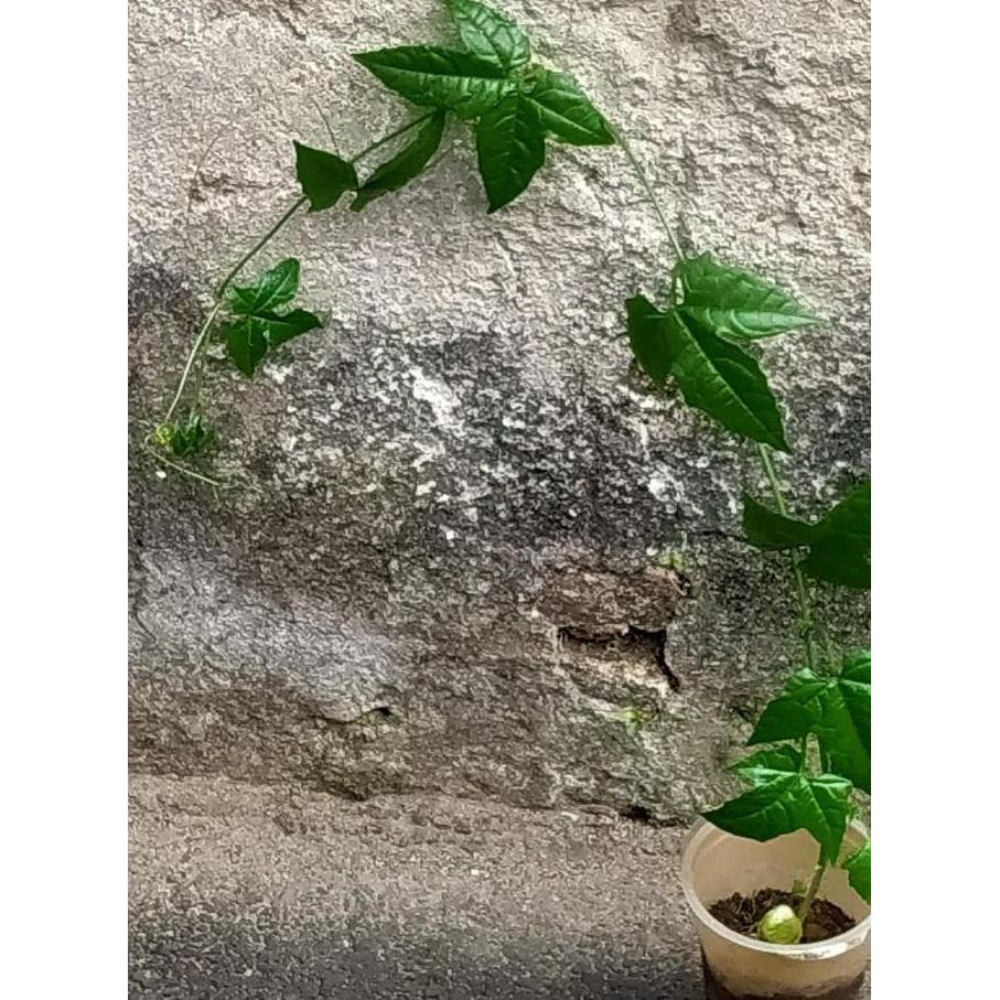 Bibit Tanaman Buah Surga GAC FRUIT ORINAL fres