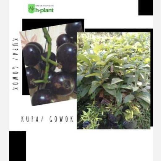 Bibit pohon buah kupa buah gowok buah langka
