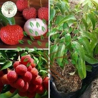 Bibit Tanaman Buah Leci Kom-Bibit Pohon Leci-Bibit Leci Kerdil Cangkok