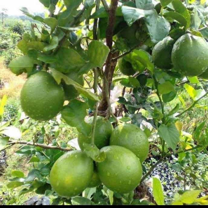 BIBIT TANAMAN BUAH JERUK NIPIS ASLI/ JERUK NIPIS UNGGUL BER