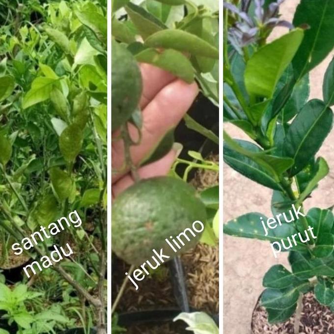paket 3 pohon bibit buah jeruk