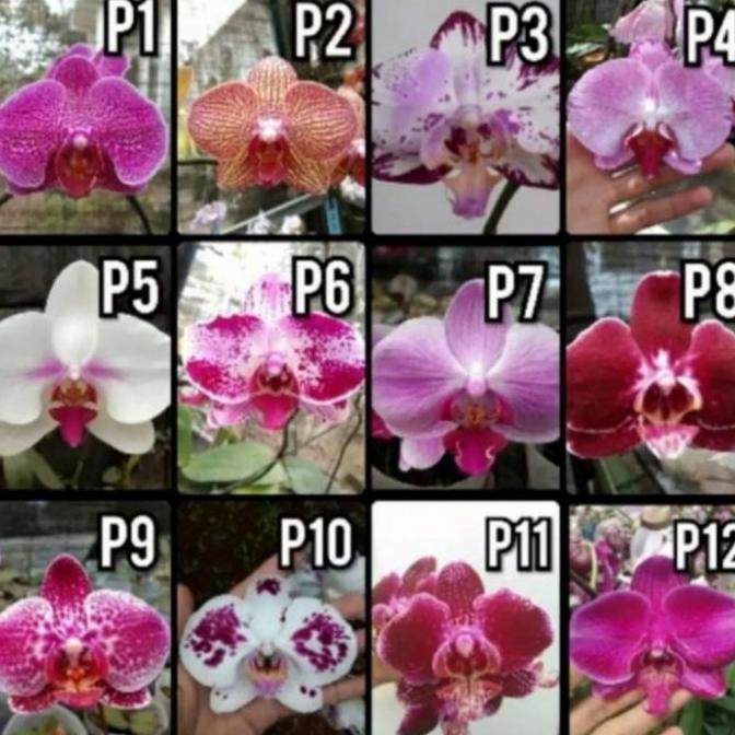 anggrek bulan spike siap berbunga - anggrek bulan spike/knop - anggrek