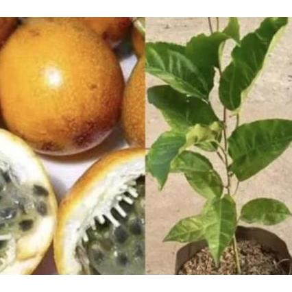 Bibit Tanaman Buah Markisa Manis - Pohon Buah Markisa