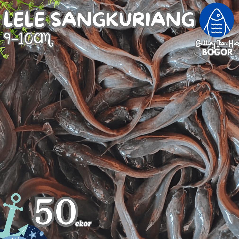 Paket 50ekor Bibit Benih lele Sangkuriang Terdekat Bogor Ukuran 9-10Cm