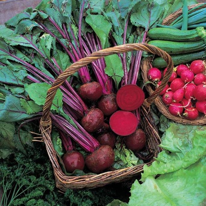 Bibit Biji - Beetroot Boltardy Buah Bit Merah Seeds - IMPORT