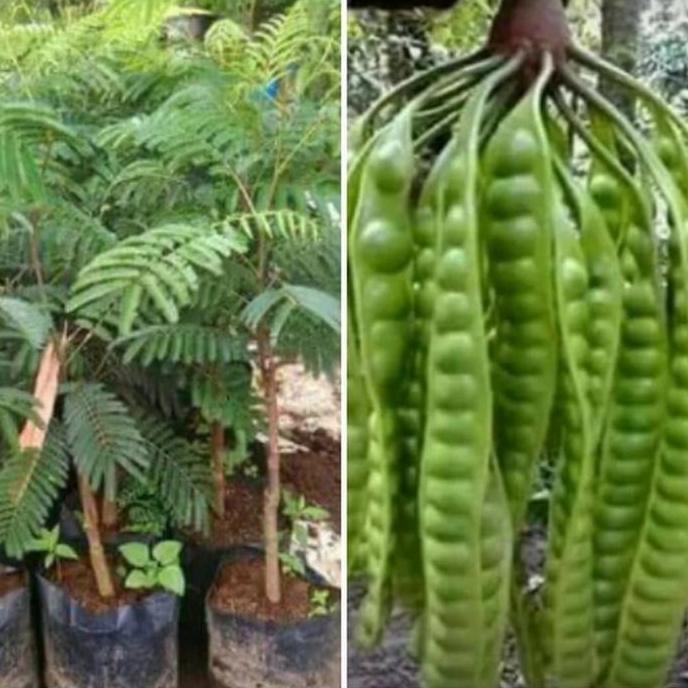 Bibit tanaman buah petai hibrida / petai hibrida super premium