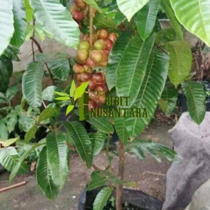 Bibit tanaman buah matoa merah super cepat berbuah