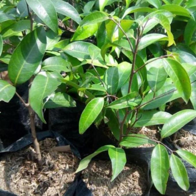 BIBIT BUAH LECI MERAH DATARAN RENDAH TANPA BIJI '