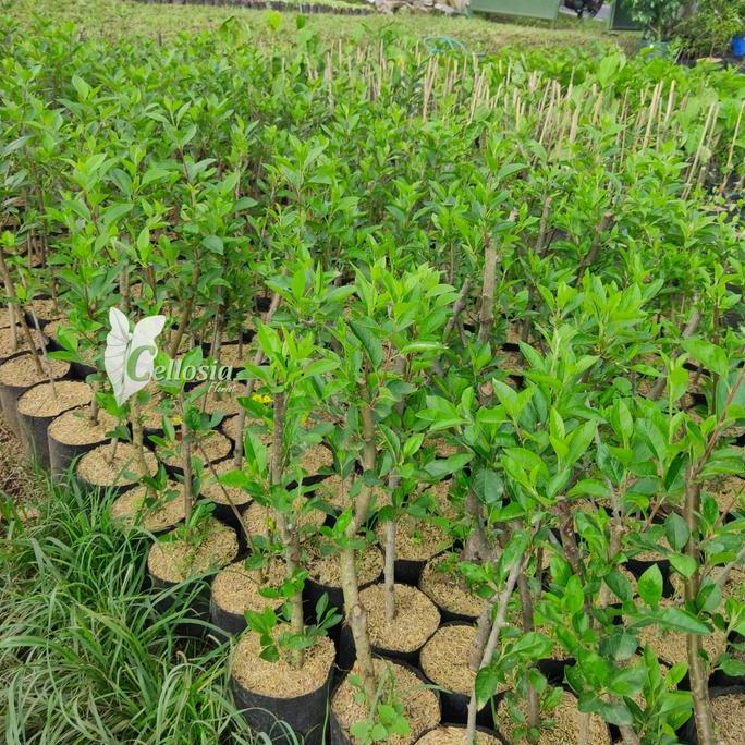 Bibit Tanaman Buah Apel Lokal Batang Bah Apel