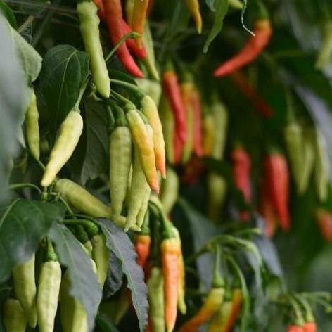 isi 100 Bibit Cabe Rit Shypoon Buah Bergerombol Cabai