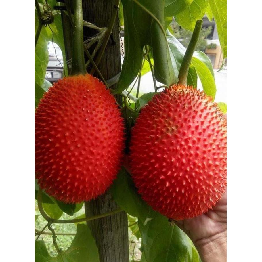 Bibit Buah GAC Fruit Restock