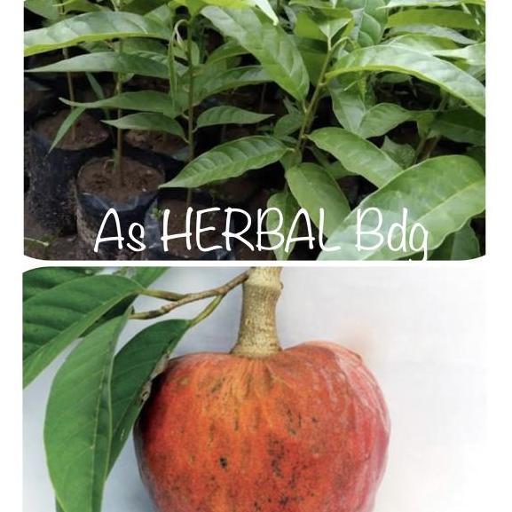 Jual bibit buah mulwo / bibit srikaya merah / bibit buah nona