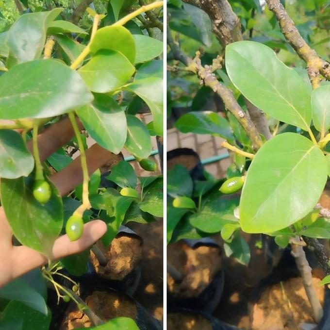 Bibit buah alpukat berbunga at berbuah