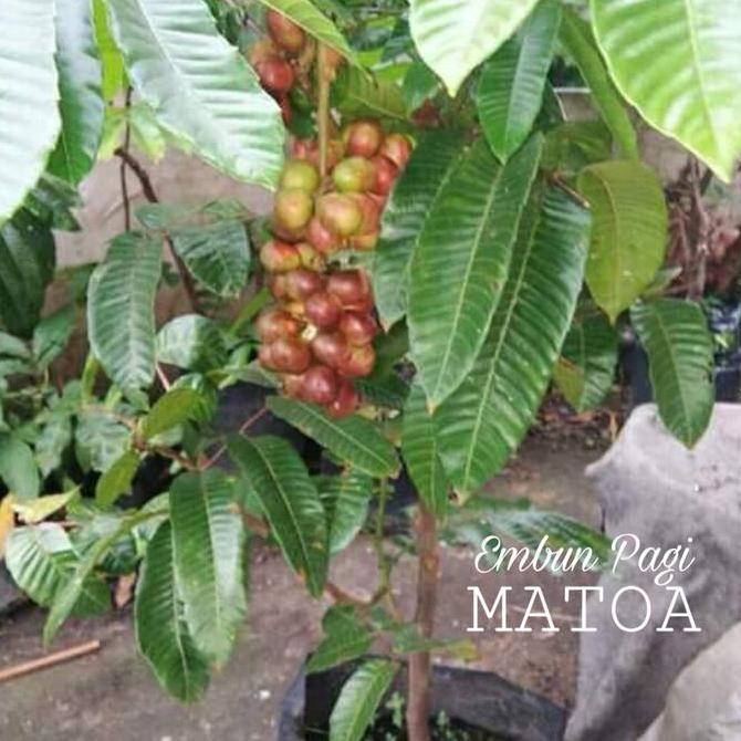 Bibit buah Red Matoa 1,5 Meter Aslil Papua