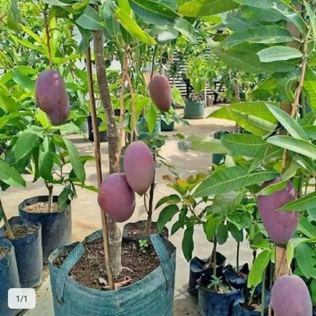 Bibit Buah Mangga Irwin