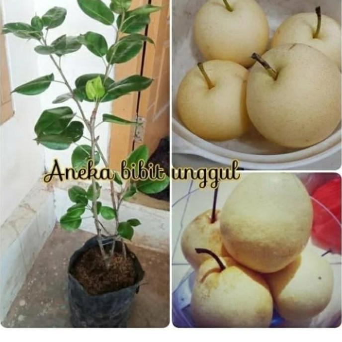 bibit buah pear madu