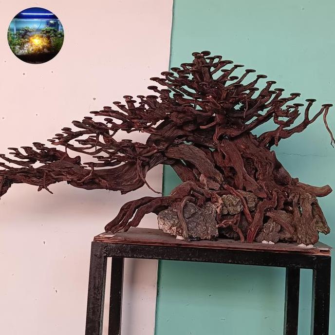 bonsai aquascape jumbo