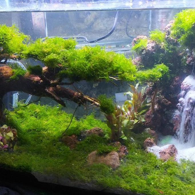 Aquarium aquascape waterfall fullset murah 60cm/aquascape fullset