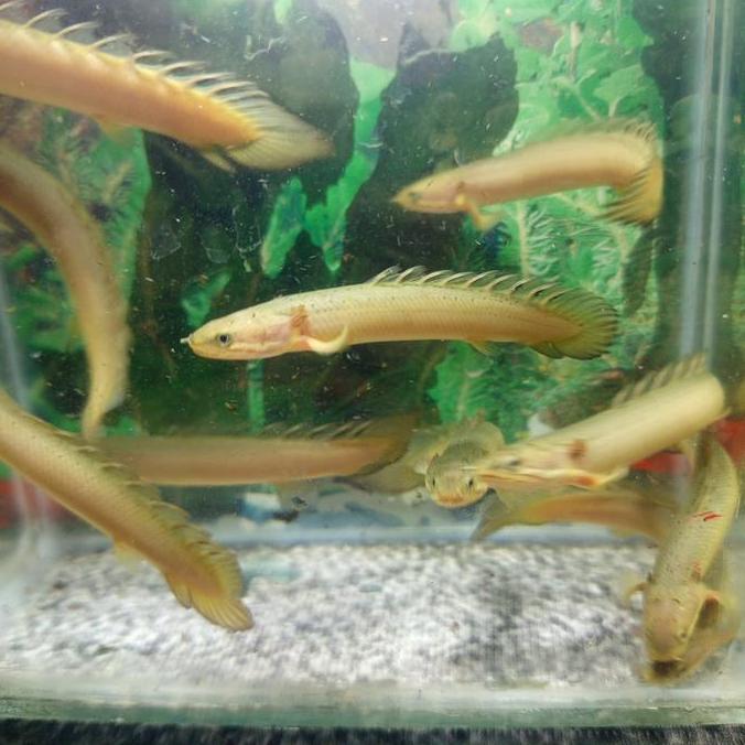 Palmas Senegalus Polypterus senegalus