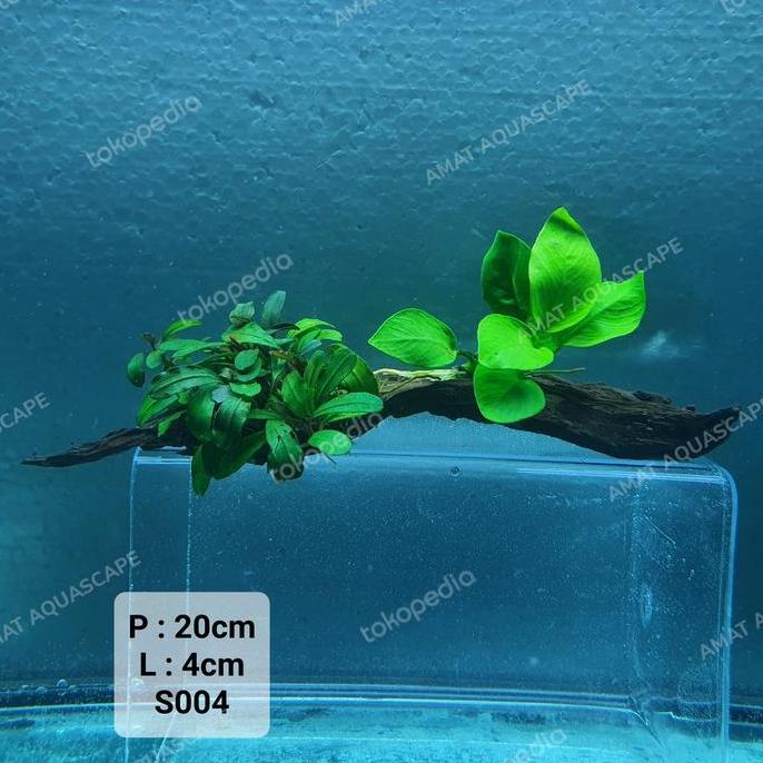 HARDSCAPE KAYU RENTEK ANUBIAS BUCE 2 | Drifwood Aquascape Chana