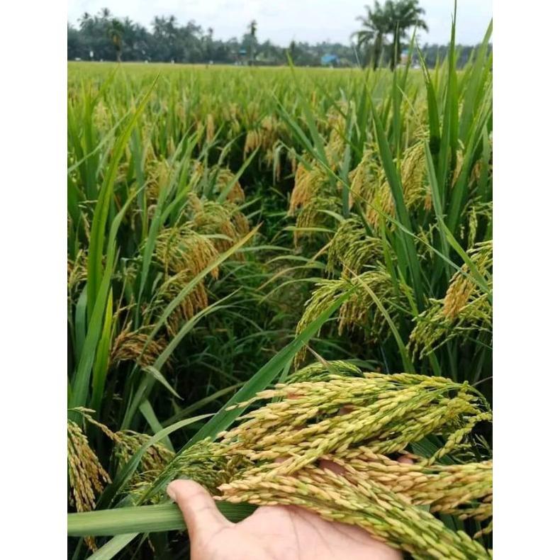 Bisa Cod Bibit Padi Rajasa 01 Kemasan 5Kg,, Padi 1000 Bulir >>