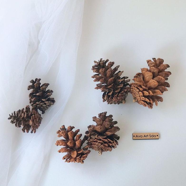 [Hello.Missflorist] Biji Pinus / Bunga Pinus / Hiasan Rustic