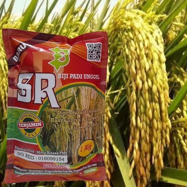 Bisa Cod Padi Unggul Sr Super Genjah Terbaru / Biji Padi Unggul Sr >>