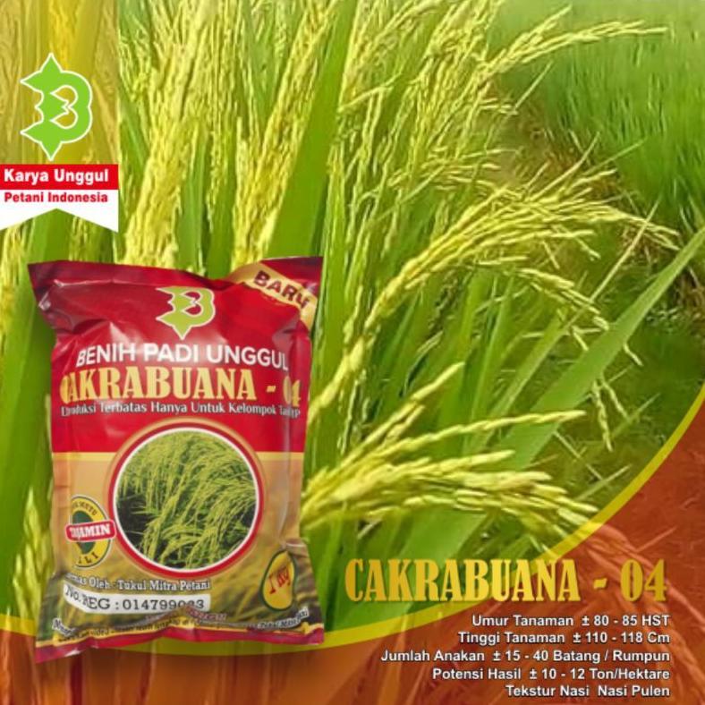 Bisa Cod Padi Cakrabuana 04 / Padi Unggul Cakrabuana 04 >>