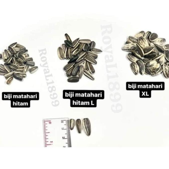 Bluee- Kuaci Parrot Kwaci Jumbo Sangrai / Mentah Paruh Bengkok Macaw Kakatua