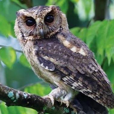 tokowatishop - burung celepuk dewasa pilihan