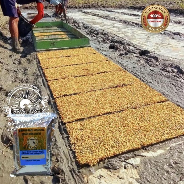 Bisa Cod Benih Bibit Padi Unggul 1Kg Super Genjah Hibrida Sterling Gabah Berkualitas >>