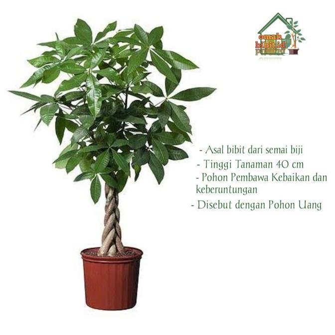PROMO Tanaman Hias Pohon Uang (pachira)