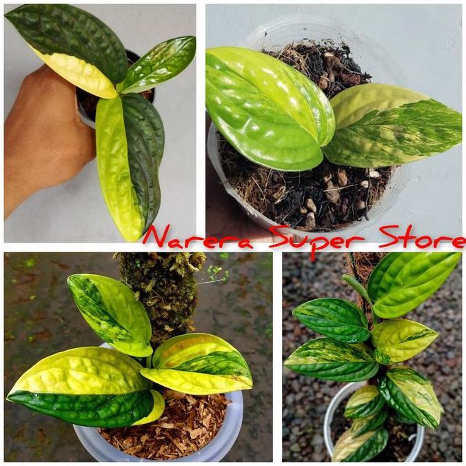 PROMO Tanaman Hias Monstera Karstenianum Variegata Sirih Badak Varigata Murah Ekonomis