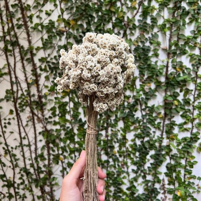 Flowandbe- Bunga Hias / Bunga Kering / Bunga Bunny / Bunga Gandum