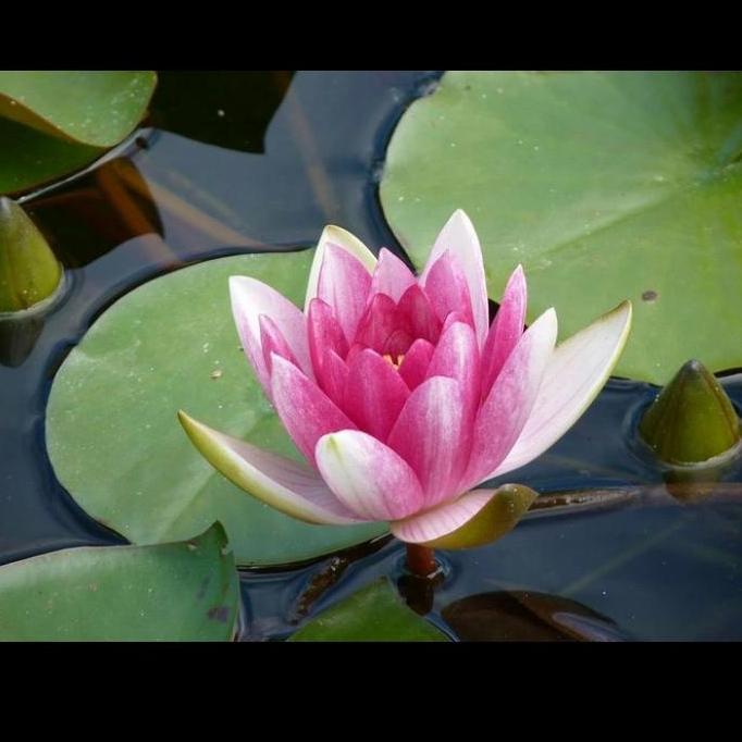 PROMO bunga teratai air / tanaman teratai air