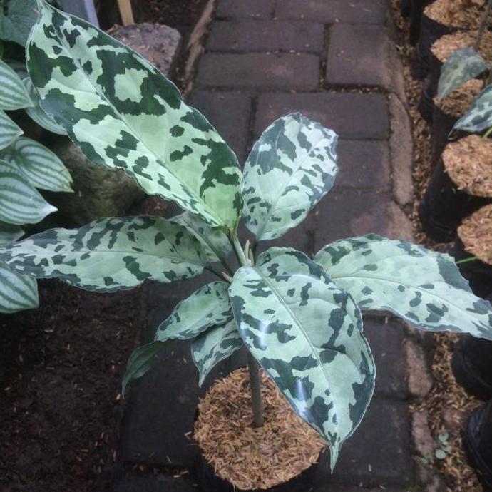 PROMO Tanaman Aglaonema Pictum Bicolor