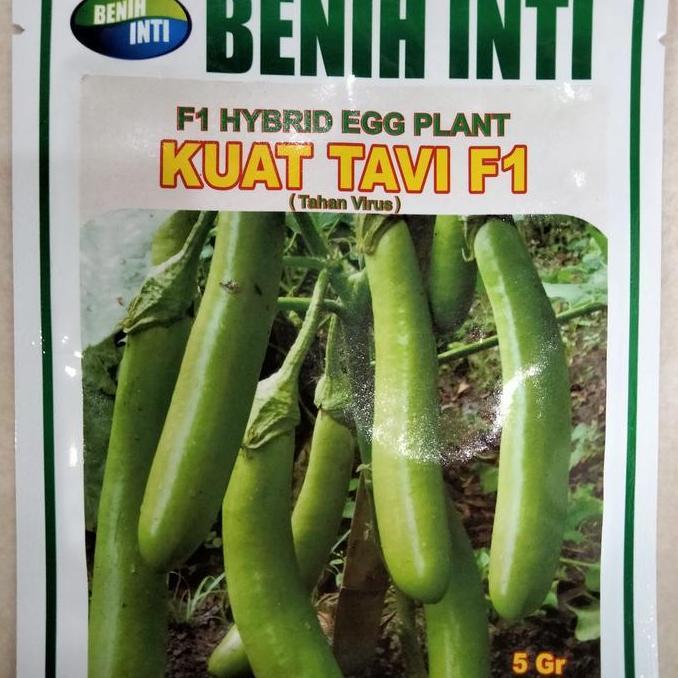 PROMO Benih Terong Hijau KUAT TAVI F1 Kemasan 5 Gram Benih Inti - Bibit Terong KUAT TAVI