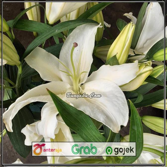Flowandbe- Bunga Lili Putih White Lily Fresh Segar Asli 5 Tangkai