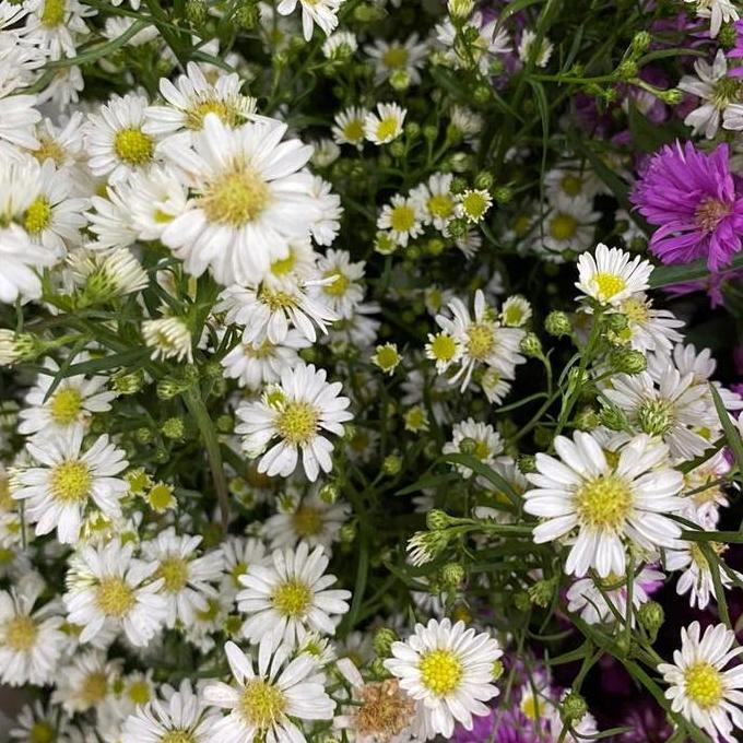 Flowandbe- Bunga Pikok Asli Fresh / Pikok Asli Fresh