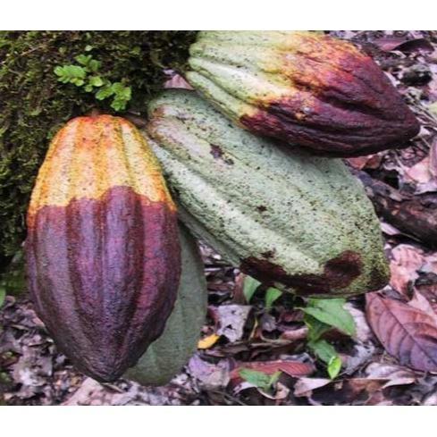 Bisa Cod Fungisida Ridomil Gold Mz 4/64Wg 100 Gr Asli 100% Original Product Obat Pembasmi Jamur Tana