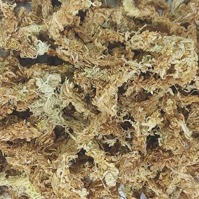 MEDIA TANAM SPHAGNUM MOSS 1 KG