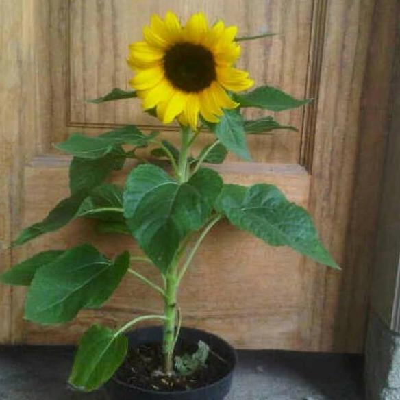 Indah- Tanaman Matahari/Tanaman Bunga Matahari/Tanamaan Bunga