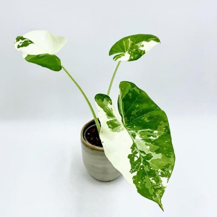 (Ready) Alocasia Sente Variegata / Keladi Talas Varigata / Alocasia Machrorrhiza Variegata Bestselle