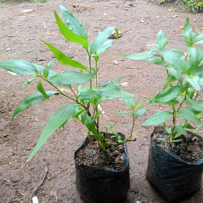 (Ready) Tanaman Kasum. Tanaman Laksa. Tanaman Penyedap Masakan Bestseller